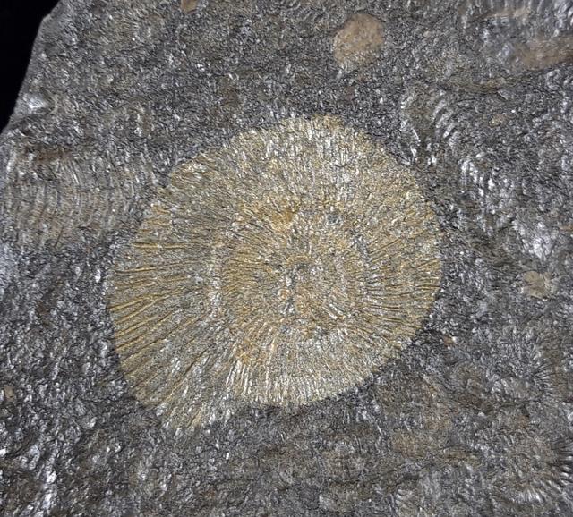 Dactylioceras commune (SOWERBY 1815) - Bild © FossNet FossilienStore